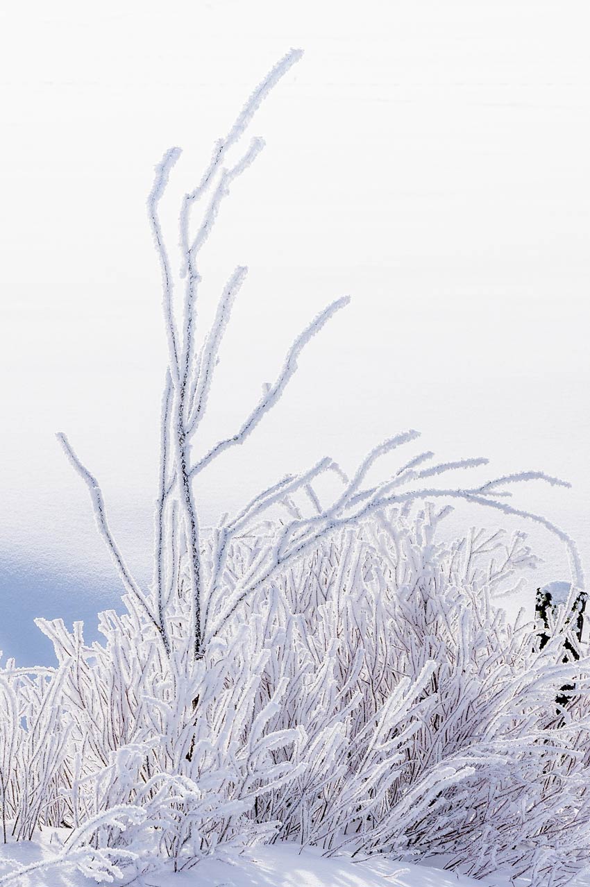 Nature6