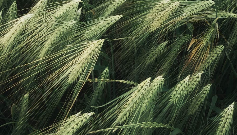 Nature7