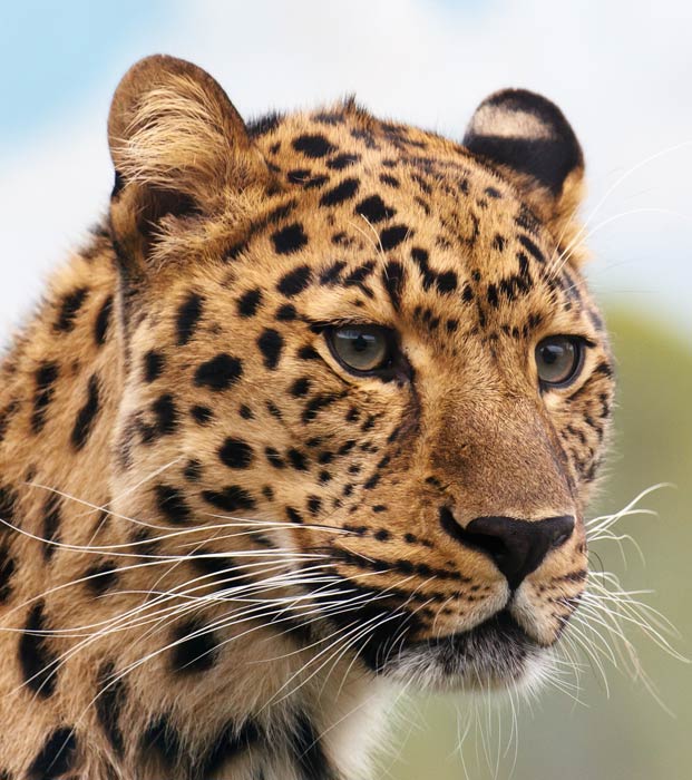 Lepard