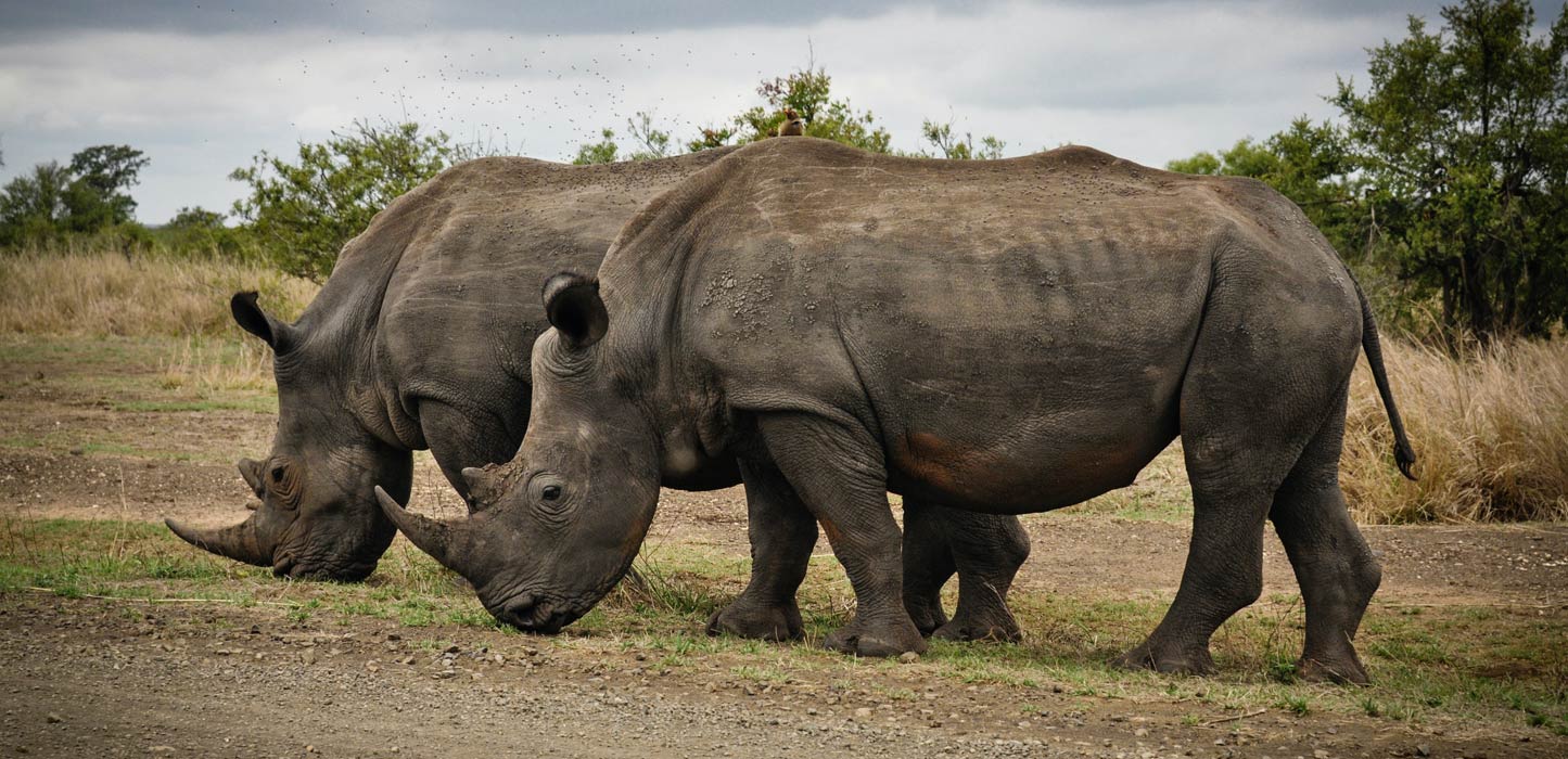 Rinos