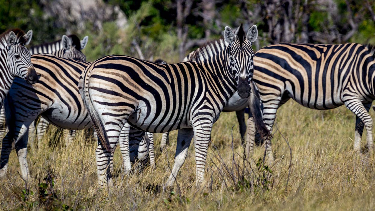 Zebra