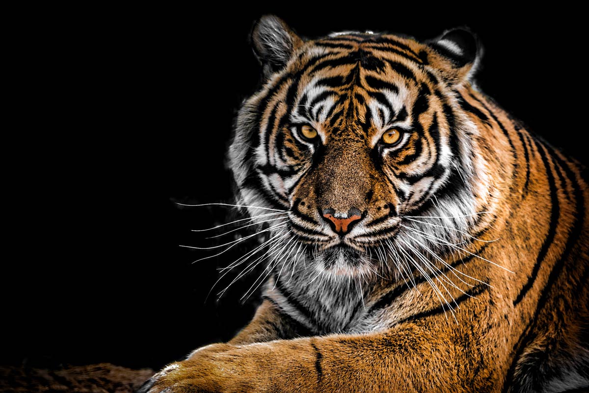 Animals